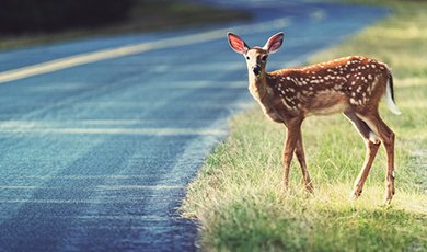 deer on the road . 