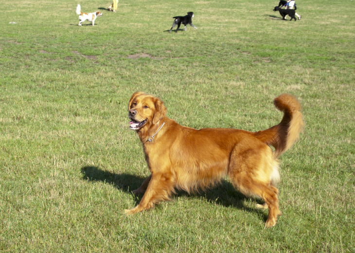 A dog having fun at a dog park.