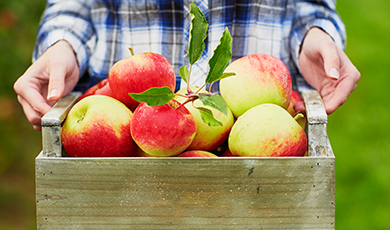 Apple picking. 