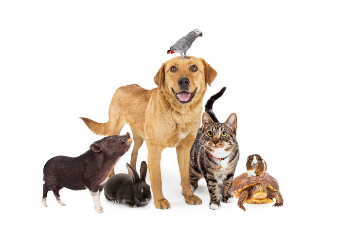 A group of different pet animals.