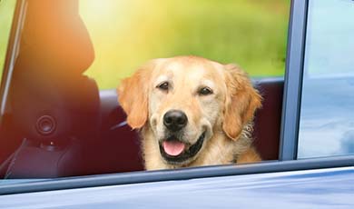 Dog sitting in car with the window down.