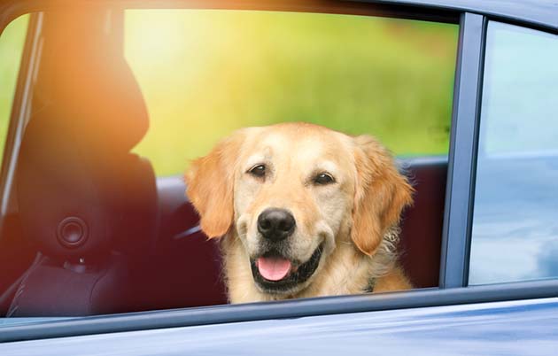 Dog sitting in car with the window down.