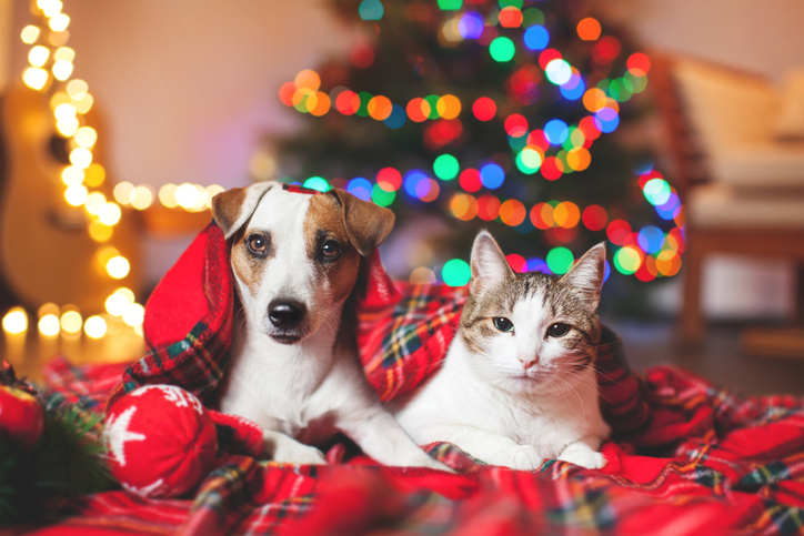 A dog and cat laying under Christmas flannel blanket.