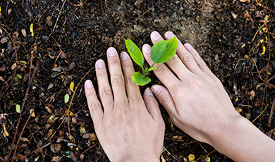 Planting a plant into the ground. 