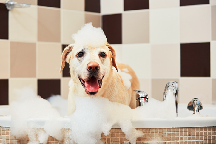 A dog in a bathtub covered in soap.