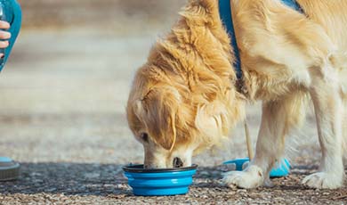 A dog drinking water out of a portable water bowl.