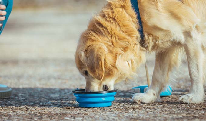 A dog drinking water out of a portable water bowl.