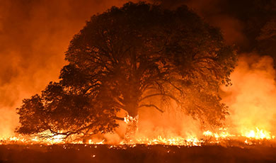 Wildfire. 