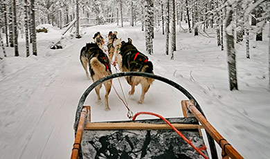 Dogs pulling a sled. 