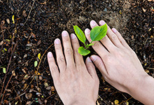 Planting a plant in the ground.