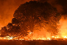 Wildfire. 