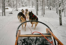 Dogs pulling a sled.